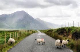 sheep in connera